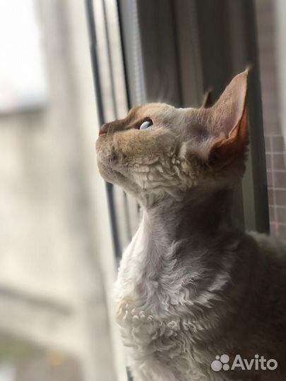 Отдам в добрые руки кошечку