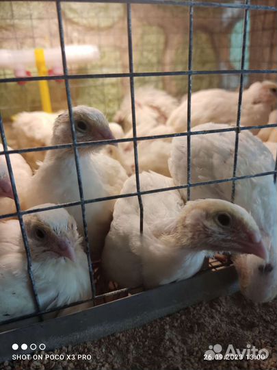 Техасский перепел