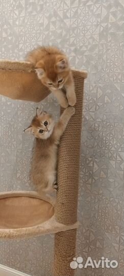 Котята британские,золотистая шиншила