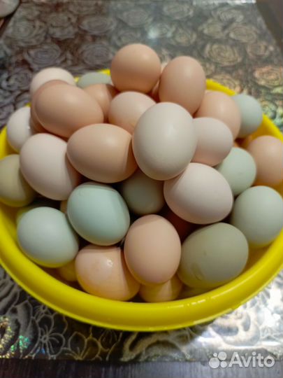 Домашние куриные яйца