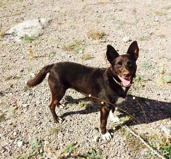 Собака в добрые руки