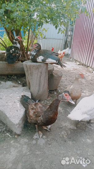 Индоутки селезень