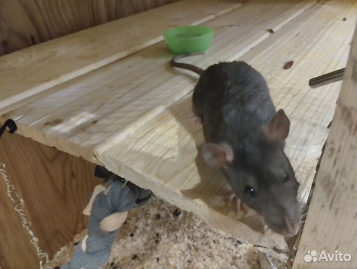 Отдам 4-х крыс дамбо вместе с вольером