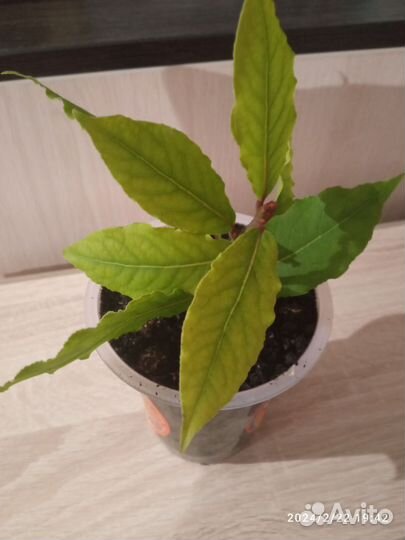 Отросток лаврового листа