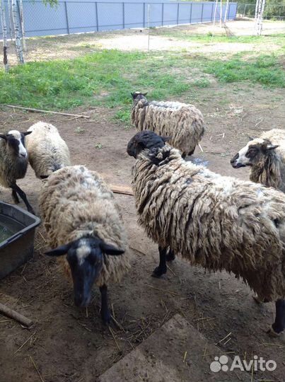 Овцы