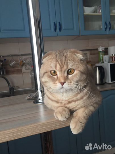 Шикарный кот на вязку