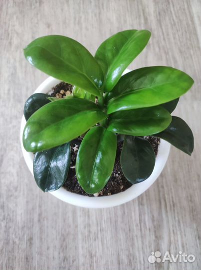 Замиокулькас зензи