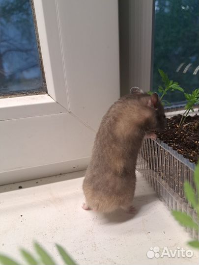 Сирийский хомяк малыш