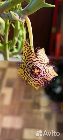 Суккуленты