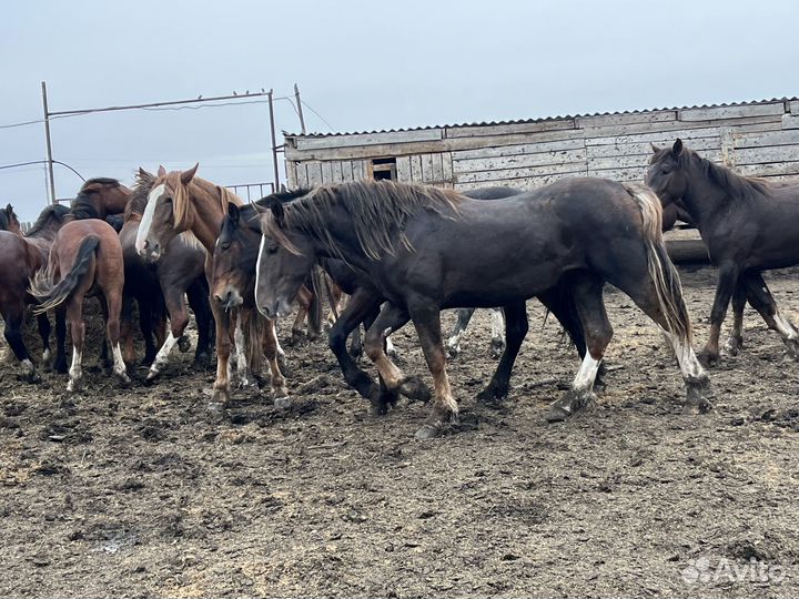 Продаются лошади