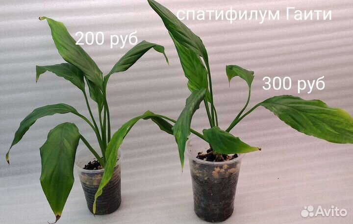 Декоративно-лиственные