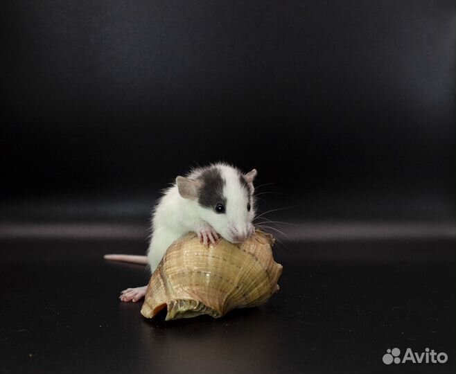 Крыса. Крысята. Дамбо крыса. Питомник