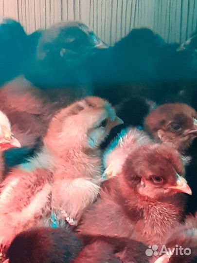 Цыплята