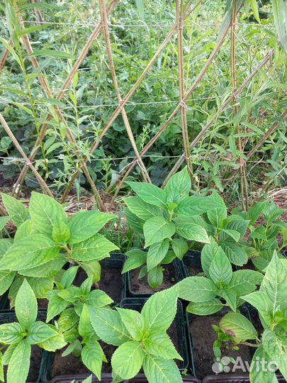 Гортензия крупнолистная Бесконечное лето