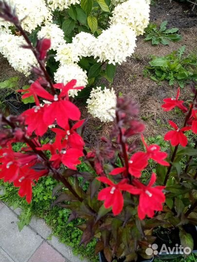 Лобелия Королева Виктория