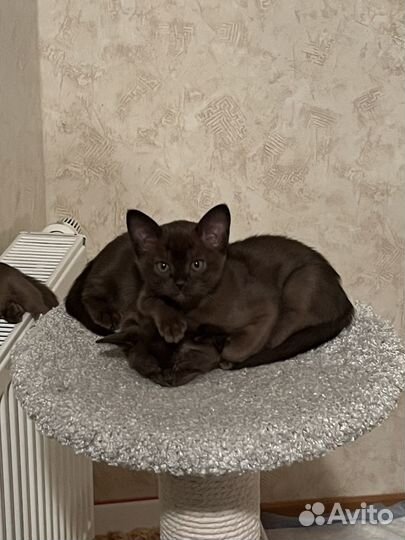 Котята Европейской Бурмы