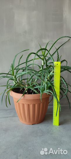 Алоэ с горшком