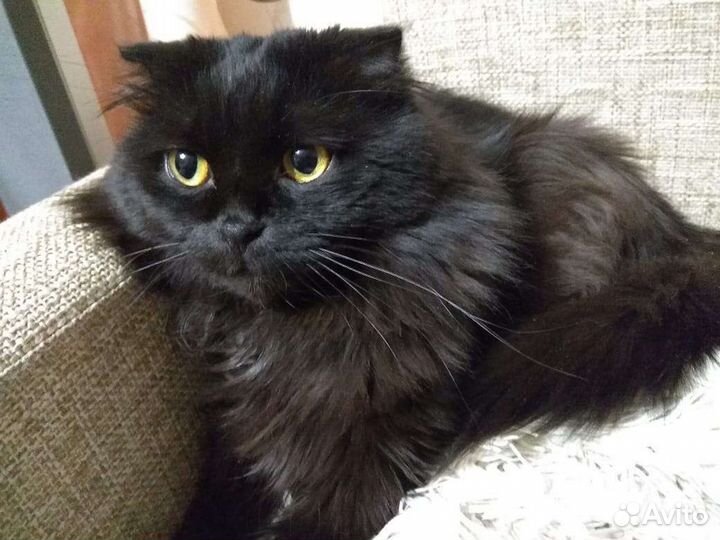 Британский вислоухий кот