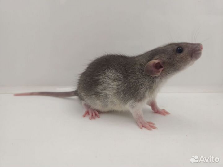 Крысята агути дамбо необычной маркировки