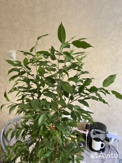 Фикус бенджамина срез под укоренение