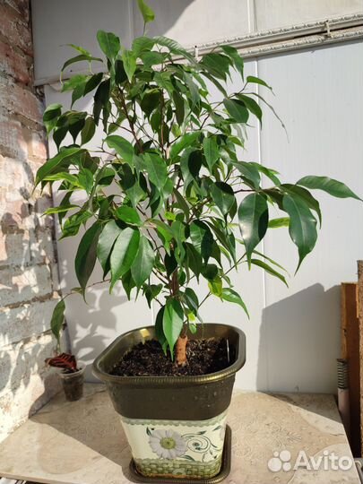 Фикус бенджамина пестролистный