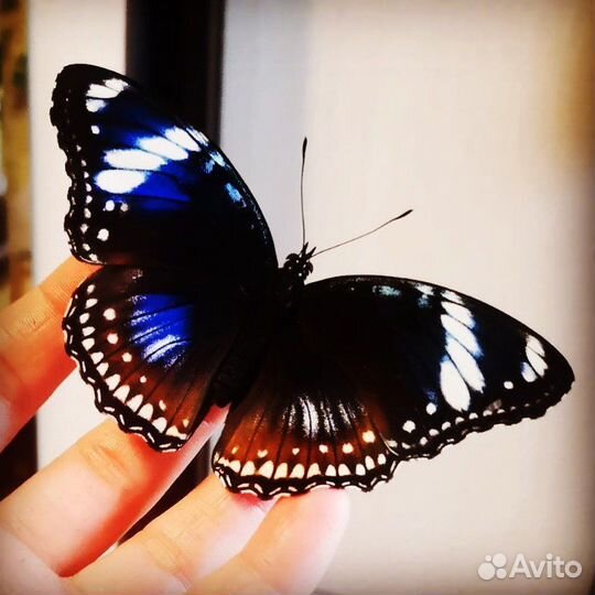 Живые ручные бабочки. Салют из бабочек