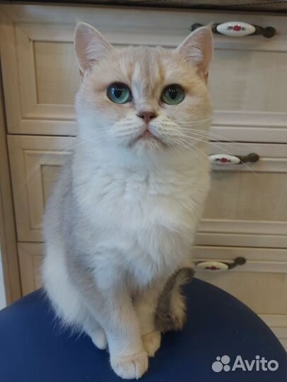Кошки коты британские