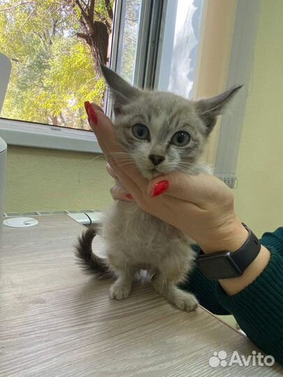 Котенок