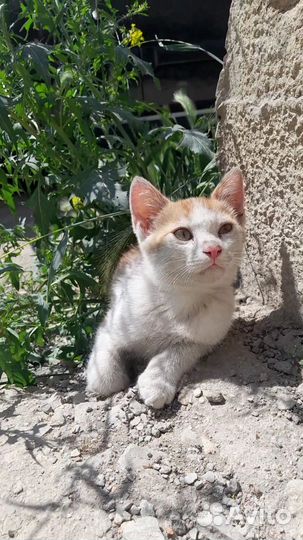 Котенок, мальчик 3 месяца