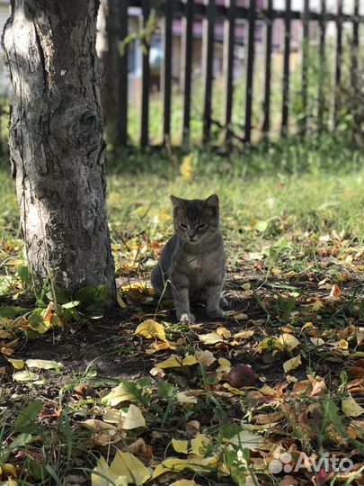 Отдам котят в добрые руки омск