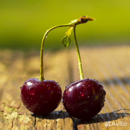 Саженцы вишни