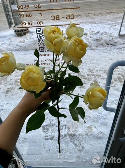 Кустовая роза Джульетта