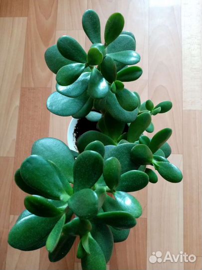 Толстянка Крассула Денежное деревце