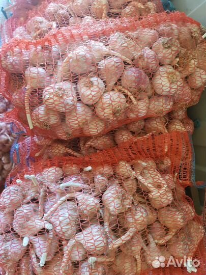 Чеснок семенной