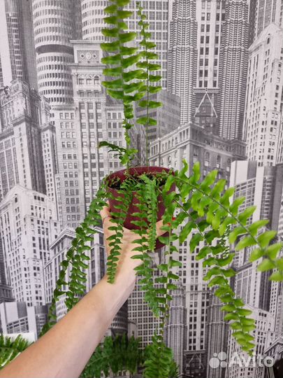 Папоротник нефролепис