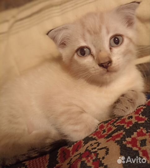 Британские котята