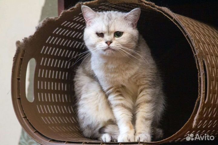 Породистая котодевочка инвалид, ищет семью