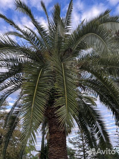 Ветви пальмы финиковой и веерной