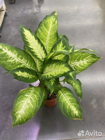 Диффенбахия