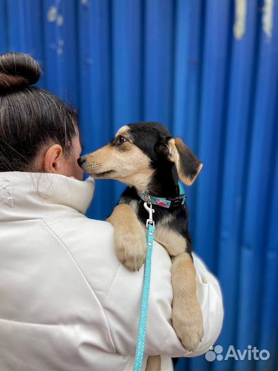 Милый щенок девочка в добрые руки