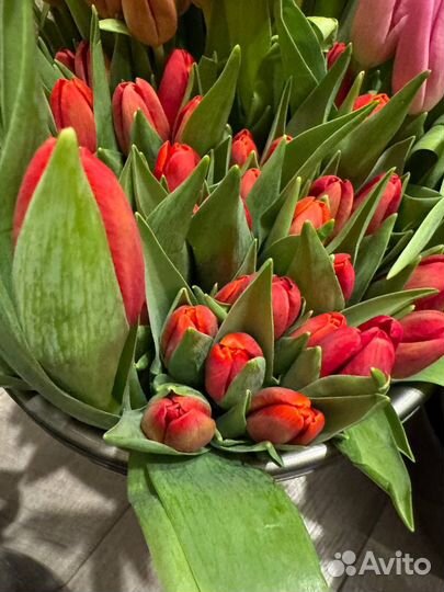 Тюльпаны к 8 марта