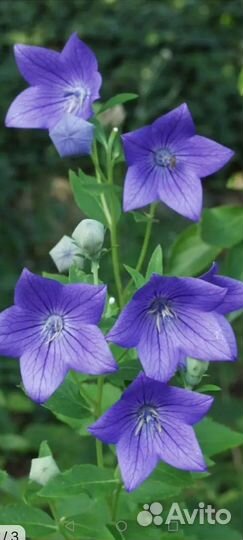 Колокольчики в ассортименте