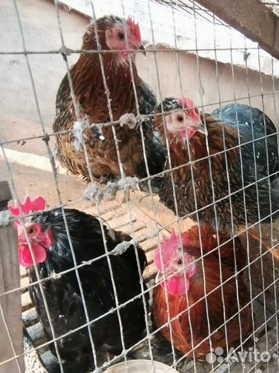 Инкубационное яйцо карликовый кохинхин