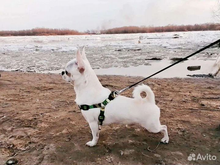 Чихуахуа вязка