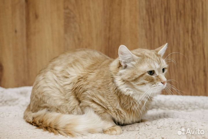 Рыжий котенок в добрые руки