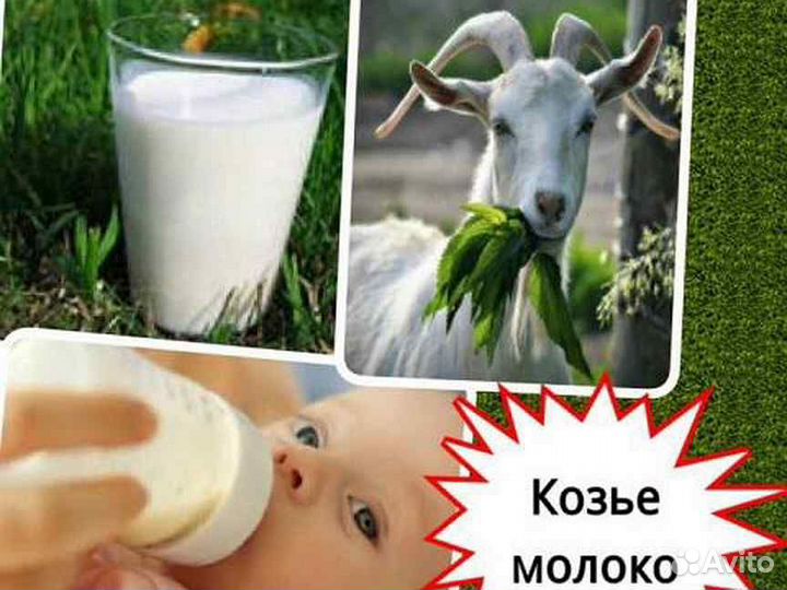 Домашнее козье молоко