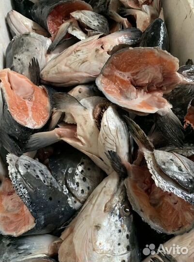 Головы и обрезь сёмги