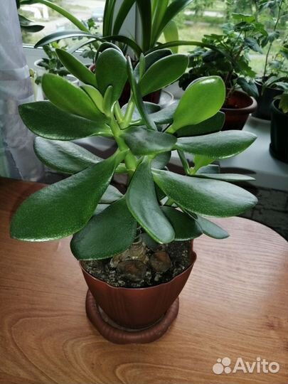 Толстянка (живое дерево)