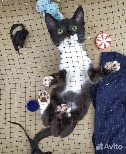 Передержка бездомных кошек