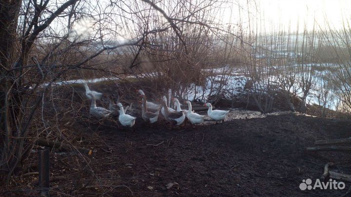 Гуси